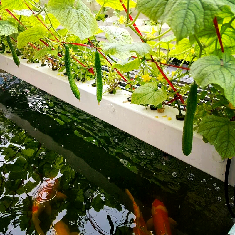 抚顺市苗床鱼菜共生 - 厂家